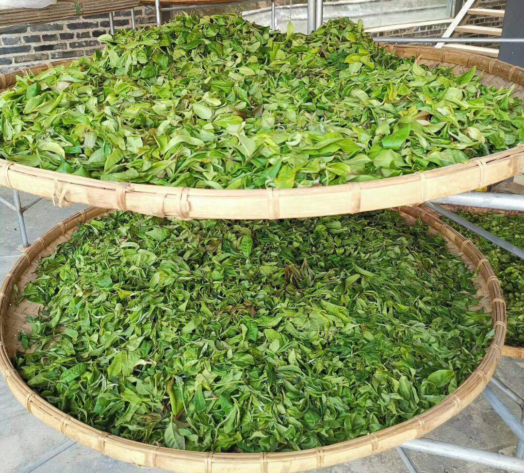 匠心傳承 普洱茶制作工藝對茶葉品質的深刻影響