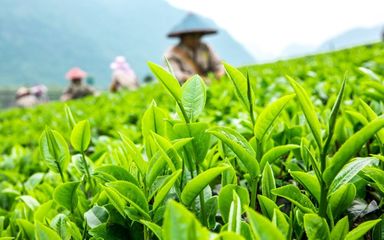 千畝茶園覓清涼，一縷茶香抵暑氣——海絲茶旅中的生態消夏記