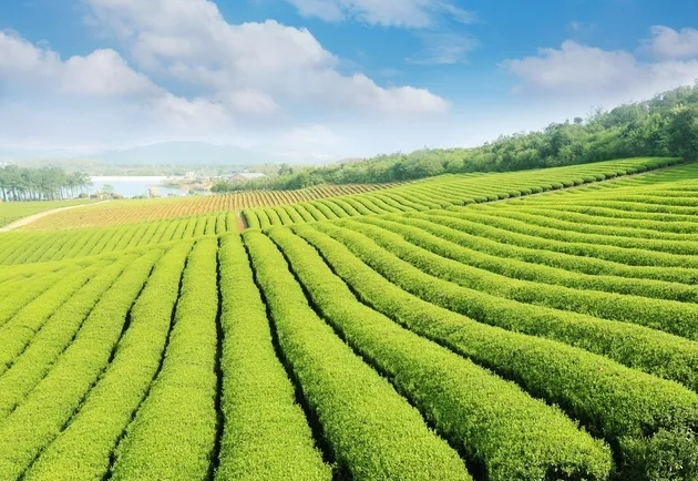 一片茶葉的旅行 探尋茶業與旅游業的深度融合
